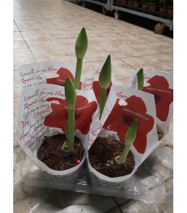 Amaryllis Ø 13