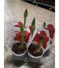 Amaryllis Ø 13