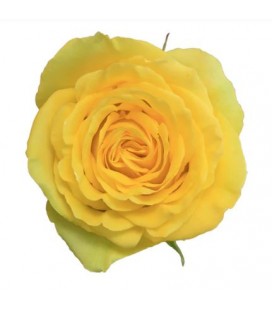 Rose Equat Bikini 50 cm x 25