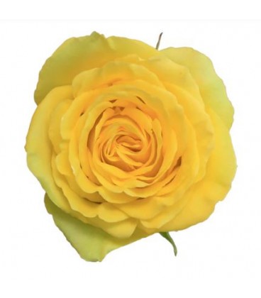 Rose Equat Bikini 50 cm x 25