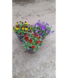 Pensée cornuta pot de 21 