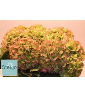 Hortensia Verena cl  60 cm Vert