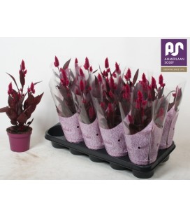 Celosie Mystic shade Ø 12