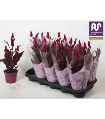 Celosie Mystic shade Ø 12