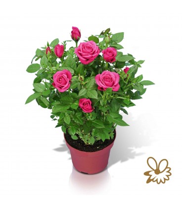 Rosier Purple star Ø 12