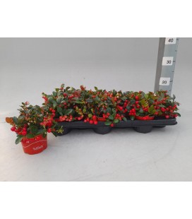 Gaultheria berry Ø 11