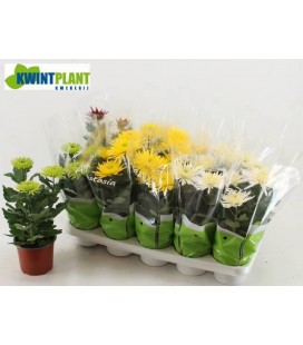 Chrysantheme Anastasia mix Ø 12