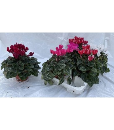 Cyclamen ov Ø 12 