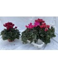 Cyclamen ov Ø 12 
