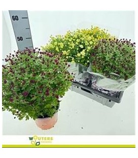 Chrysantheme ov Ø 19 H 45