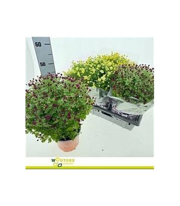 Chrysantheme ov Ø 19 H 45