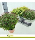 Chrysantheme ov Ø 19 H 45
