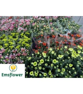 Chrysantheme Gr MIX Ø 11