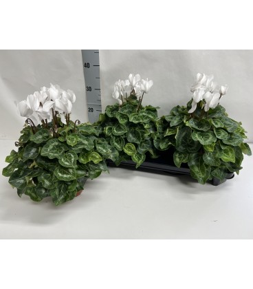 Cyclamen sup xl Blanc Ø 15
