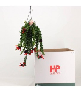 Aeschynantus Bluster Ø 15