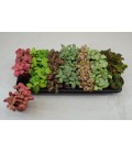 Fittonia mix pot de 12