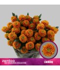 Chrysantheme T Lionking 