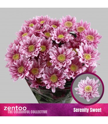 Chrysantheme T Serenit sweet