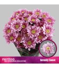 Chrysantheme T Serenit sweet