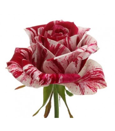 Rose Harlequin 50 cm