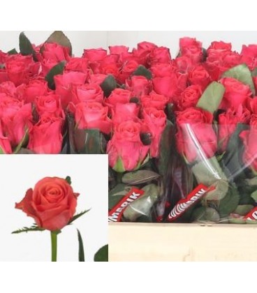 Rose Pink Tacazzi 35 cm