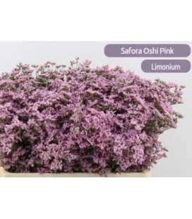 Limonium Saf Oshi Pink 70 cm