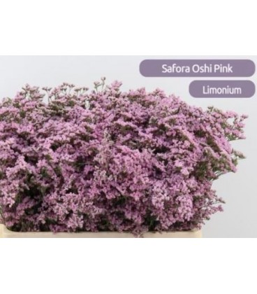Limonium Saf Oshi Pink 70 cm