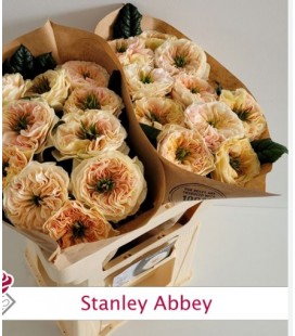 Rose Stanley Abbey 60 cm