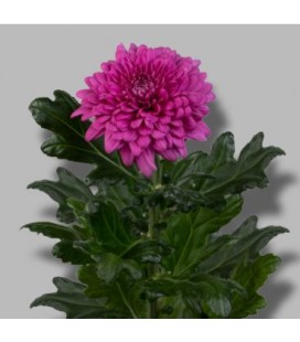 Chrysantheme G Lamira 70 CM