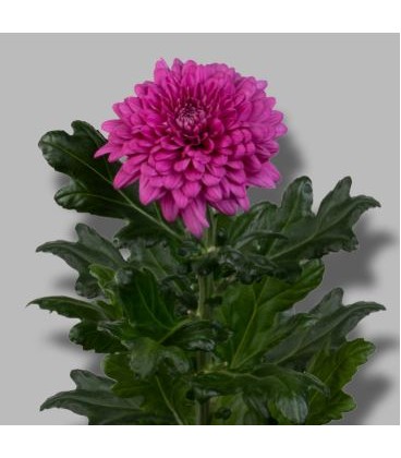 Chrysantheme G lamira 