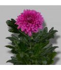 Chrysantheme G lamira 