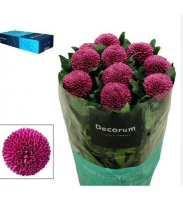 Chrysantheme G Roxo