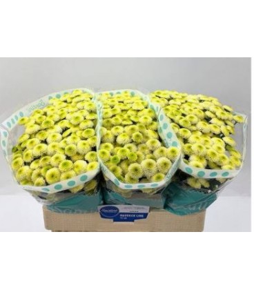 Santini Maverick lime 