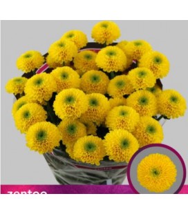 Chrysantheme T Letitbe