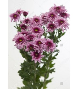 Chrysentheme Beppie Purper 60 cm
