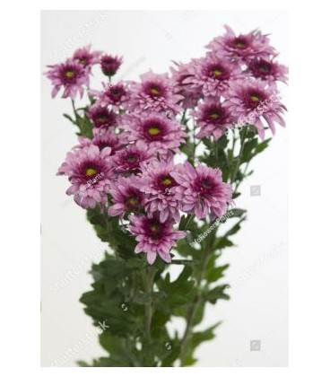 Chrysentheme Beppie Purper 60 cm