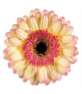 Germini Prosecco *20