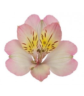 Alstromeria True Dreams