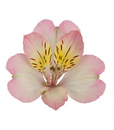 Alstromeria True Dreams