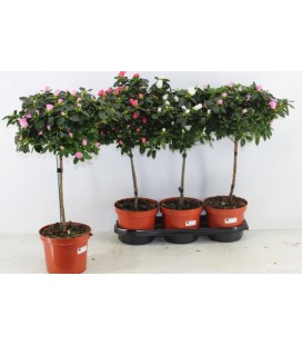 Azalée tige Ø 19 mix