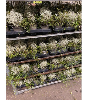 Callocephalus Ø 10.5