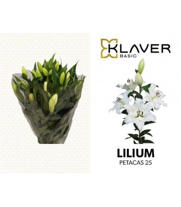 Lys Ot Petacas 80 cm