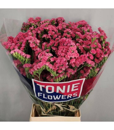 Limonium amazon Brids 70 cm