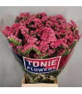 Limonium amazon Brids 70 cm