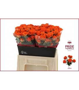 Rose Branchue Picanto 40 cm