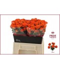 Rose Branchue Picanto 40 cm
