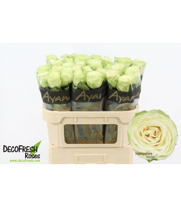 Rose Hampshire 70 cm