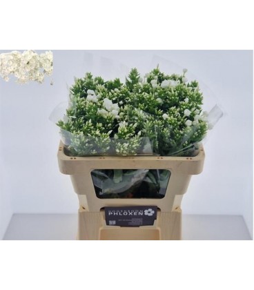 Phlox Snowy 50 cm