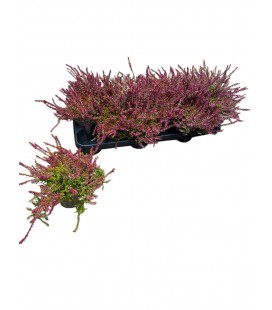 Calluna Bonita Ø 11