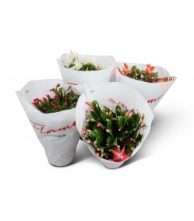 Epiphyllum mix Ø 17